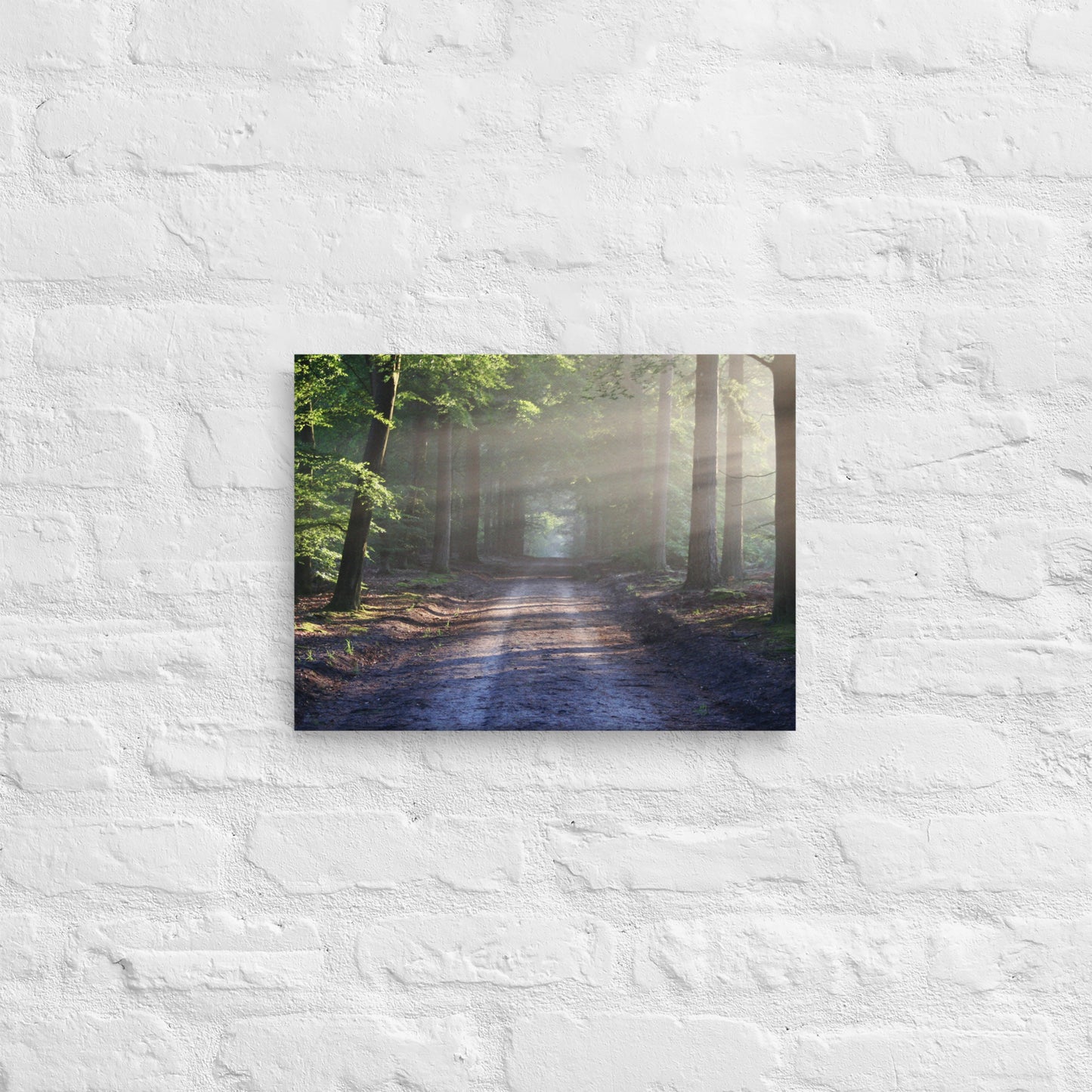 Path Through Woods Canvas